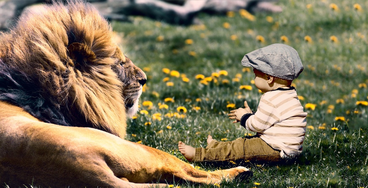 A montage of a baby next to a lion